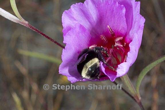 clarkia rubicunda 5 graphic